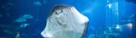 The Deep Hull (Adults) £9.00 (Children) Free Entry For a Year (better then Sealife)