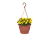 Violets in Hanging Basket