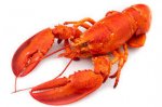 Whole lobster Saturday only