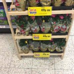 Xmas Potted Roses