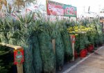 6ft Real Fir Christmas Tree
