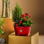 Festive zinc planter with planted glittering Christmas tree, flowering plant & decorations & Fresh wreath £7 order and collect