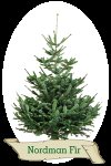 5ft Nordman Fir REAL christmas tree