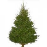 Real Xmas trees at Asda upto 6ft), one price Needlefast Nordman Fir instore