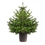 Living Christmas Tree 1-1.2M tall &pound;14.99 (Prime) @ Amazon Deal of the Day &pound;19.74