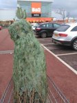 Real Christmas trees