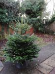Christmas trees at Asda Lower Earley (Reading) now been marked