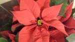 Poinsettia plant only £3.50 @ Co Op
