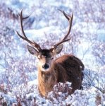 10 Proud Stag Christmas Cards £ 1.99 @ RSPB Shop code shop, more inside