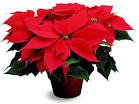 ​Poinsettia @ Morrisons : large: and small £1.50 at Morrisons (Instore)