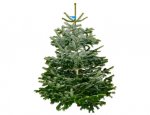 Real Christmas Trees - B&Q or better instore