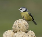 RSPB Big Garden Birdwatch 2017 - Request a free pack + £5 voucher (min £5 spend!)