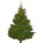 6ft Real Spruce Christmas Trees