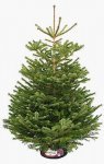 IKEA Christmas trees in Norwich and free £20 voucher