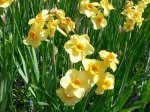 B&Q Daffodil large bag of 3kg
