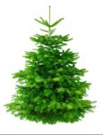 Cut Christmas Trees all