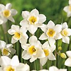 B&Q Bulbs (Flowers) of all varieties