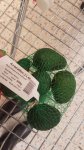 Pack of avocados