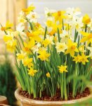 MORRISONS bargain budget Plant of the Week is a lovely yellow pot of miniature daffodils