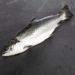Whole Salmon