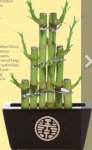 Lucky Bamboo Plant LIDL - 4th Feb - Helps to find lost lottery tickets