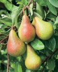 Aldi Specialbuys Fruit trees