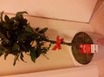 (Christmas) Bay Tree pence
