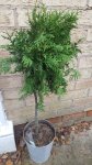 Standard conifer in Christmas pot. priced at £15 scanned
