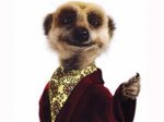GLITCH: Comparethemarket.com - a year of Meerkat Movies 2 for 1 cinema codes with no purchase necessary