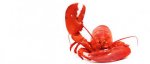 Frozen Whole Canadian Lobsters local
