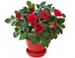 Morrisons plant of the week, miniature rose plant