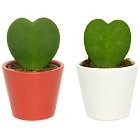 Valentines Lucky Heart Plant