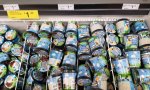 Ben & Jerry's £1.49 (All Flavours 500ml) @ Farmfoods