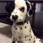 FREE vaccinations for all dogs, cats and rabbits in Derby