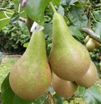 1.5Kg Bag of Conference Pears