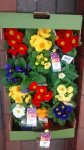 Primrose Plants 7cm pot