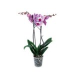 Double stem orchid