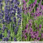 48 lavender plug plants (24 of each variety) + 1 pair of snips ends midnight