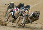 Greyhound Racing Wimbledon - FREE Entry, FREE Racecard, FREE Drink Similar deals