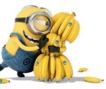 Free' bananas from Aldi! each when you buy individually