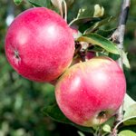 Various fruit trees and 10% code + quidco sutton seeds