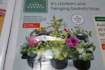 Hanging Basket Plants