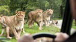 50% off family ticket deal for Knowsley Safari park