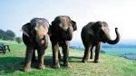 Whipsnade Zoo Family Pass + Hotel Stay + Full English Breakfast for 2 adults & 2 children