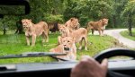 Family Hotel Break + Kids Go FREE To Knowsley Safari Park from £49.00 for 2 adults & 2 Kids at Groupon