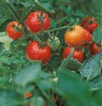10,000 free tomato plants to give away at B&Q 29th April 12pm-2pm