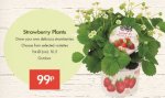 Strawberry Plants - 99p -10.5cm Pot - LIDL