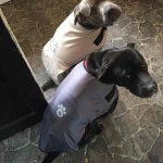 Dog Rain Jackets B&M or less