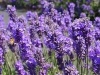 English Lavender pack of 3 @ Lidl from 10 July to 16 July