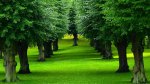 Free trees for schools & communities